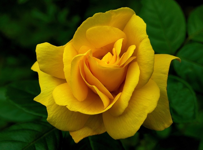 高清大图黄色玫瑰图片(点击浏览下一张趣图)