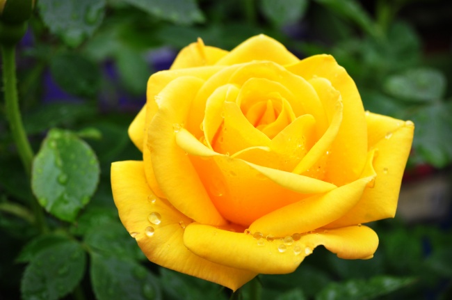 黄色玫瑰花唯美图片(点击浏览下一张趣图)