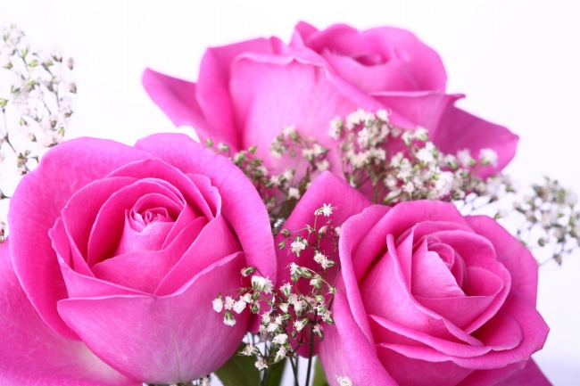 唯美紫色玫瑰花图片(点击浏览下一张趣图)