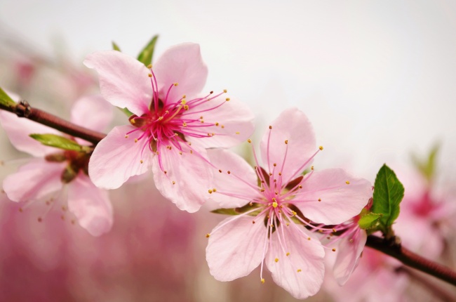 春天桃花图片(点击浏览下一张趣图)