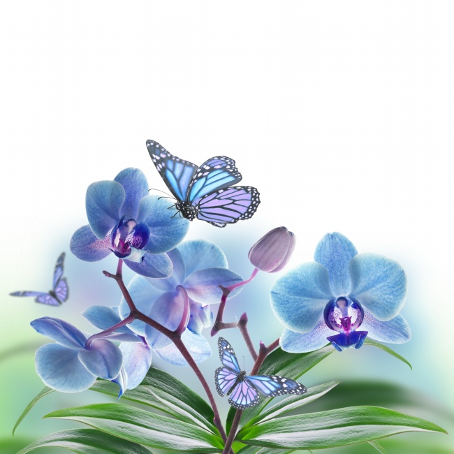 浅蓝色蝴蝶兰蝴蝶图片(点击浏览下一张趣图)