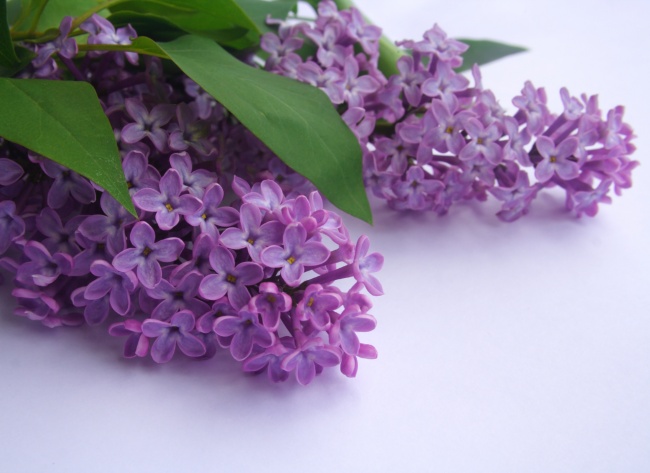 紫色薰衣草花穗图片(点击浏览下一张趣图)
