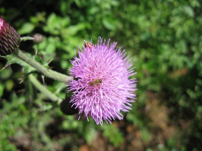 紫色蒲公英花蜜蜂图片(点击浏览下一张趣图)