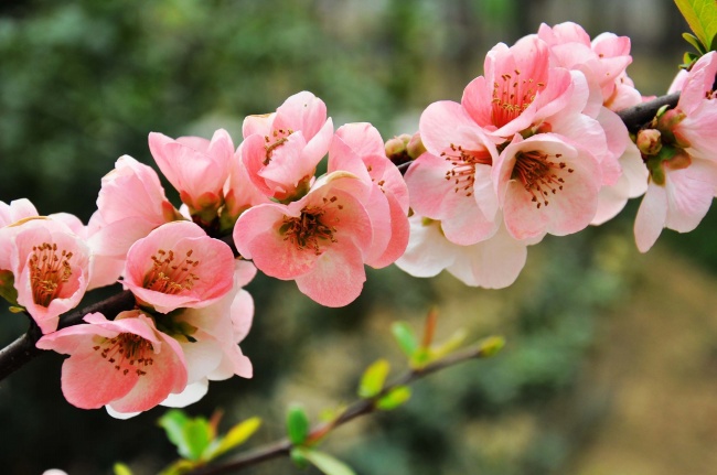 粉色海棠花图片(点击浏览下一张趣图)