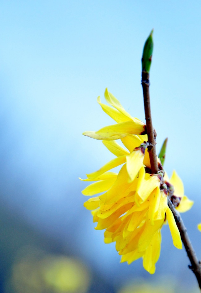 黄色迎春花微距图片(点击浏览下一张趣图)