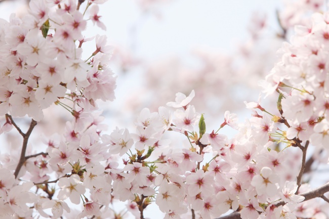 粉色淡雅樱花图片(点击浏览下一张趣图)