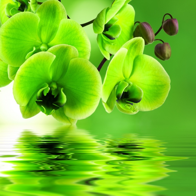绿色蝴蝶兰图片(点击浏览下一张趣图)