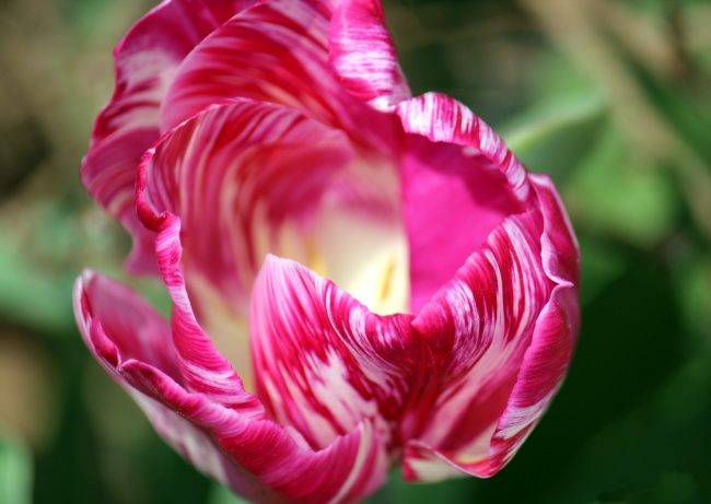 盛开的罂粟花图片(点击浏览下一张趣图)