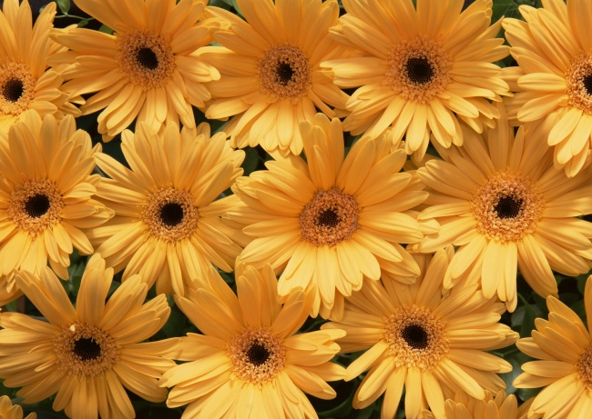 黄色太阳花图片(点击浏览下一张趣图)