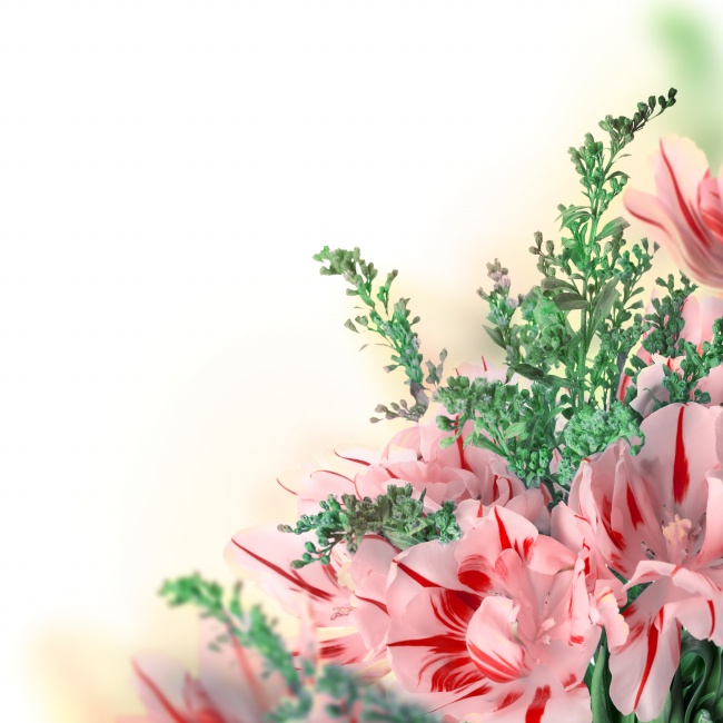 康乃馨绿叶鲜花图片(点击浏览下一张趣图)