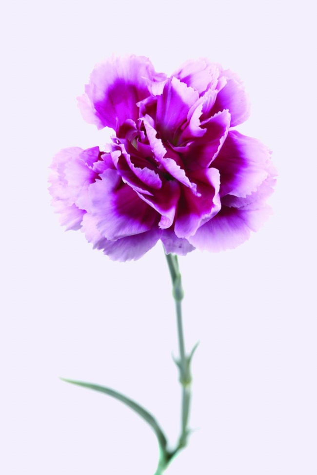 紫色康乃馨图片(点击浏览下一张趣图)