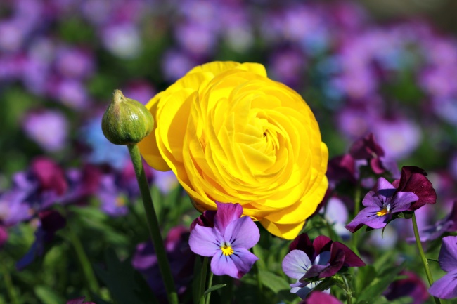 春天黄色鲜花图片(点击浏览下一张趣图)