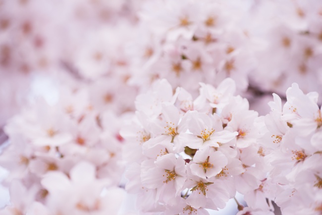 粉色樱花近景图片(点击浏览下一张趣图)