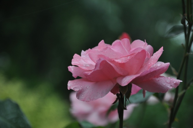 雨后粉色月季花图片(点击浏览下一张趣图)