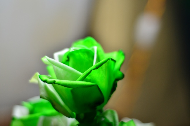 绿玫瑰图片(点击浏览下一张趣图)