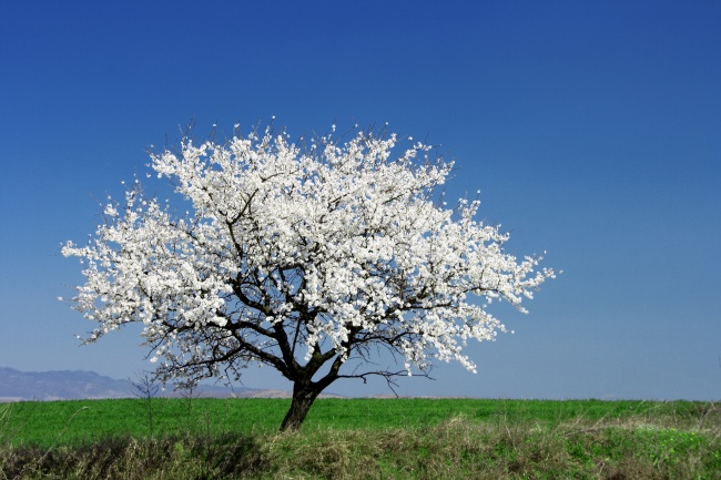 白色樱花树图片(点击浏览下一张趣图)