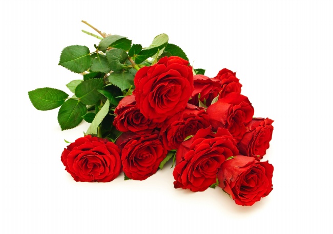 情人节唯美红玫瑰图片(点击浏览下一张趣图)