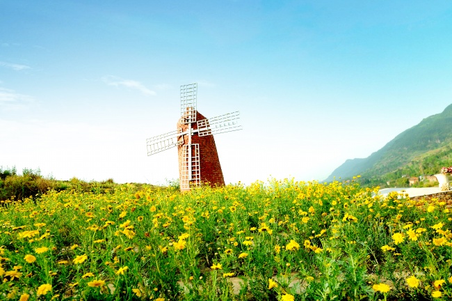 太阳花荷兰风车图片(点击浏览下一张趣图)