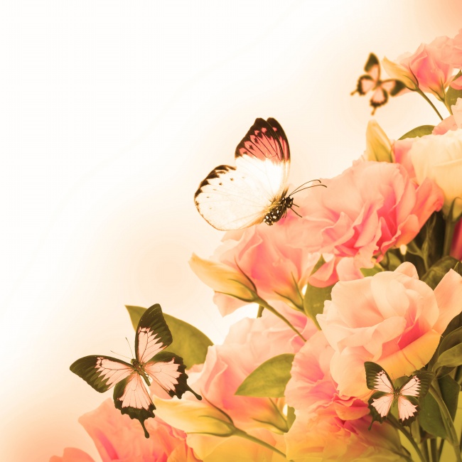 唯美蝴蝶玫瑰花图片(点击浏览下一张趣图)