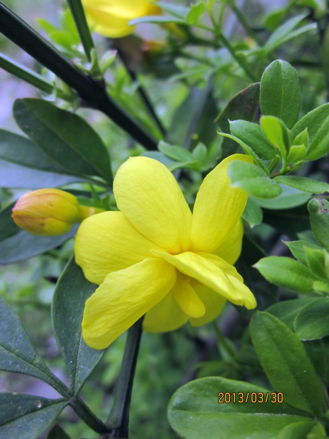 黄色迎春花图片(点击浏览下一张趣图)