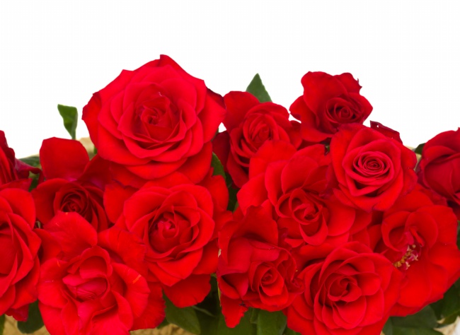 红色艳丽玫瑰花图片(点击浏览下一张趣图)