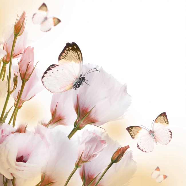 粉色玫瑰花蝴蝶图片(点击浏览下一张趣图)