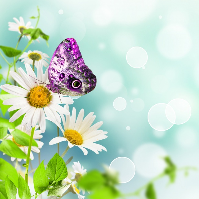 紫色蝴蝶白色雏菊图片(点击浏览下一张趣图)