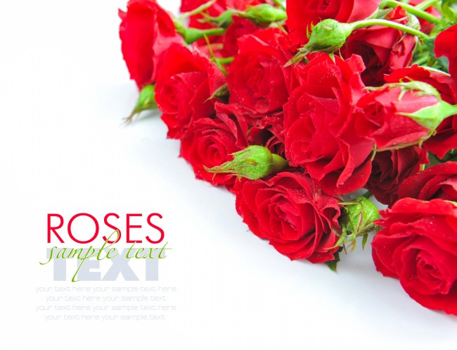 鲜艳红色玫瑰花图片(点击浏览下一张趣图)