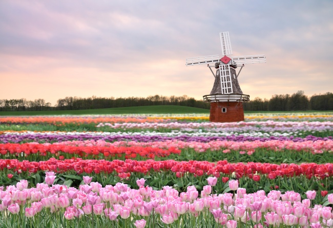 荷兰风车郁金香图片(点击浏览下一张趣图)