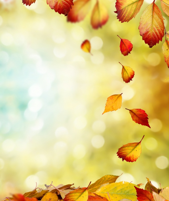 秋天的落叶图片(点击浏览下一张趣图)