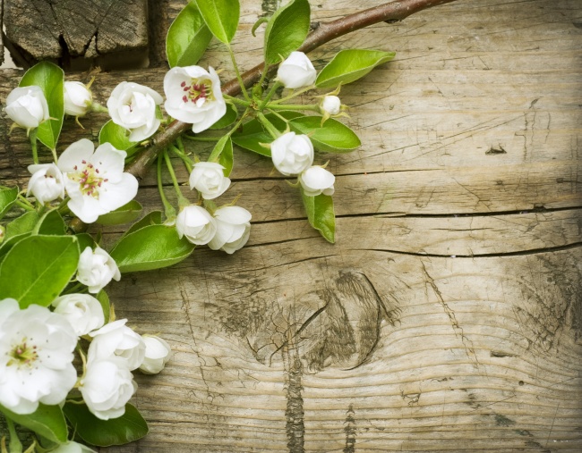 白色花卉木板图片(点击浏览下一张趣图)