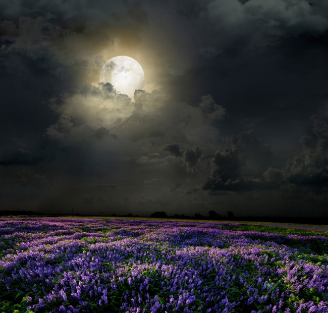 夜晚乌云月亮与薰衣草图片(点击浏览下一张趣图)