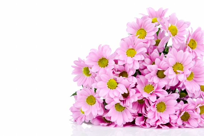 唯美粉色花朵图片(点击浏览下一张趣图)