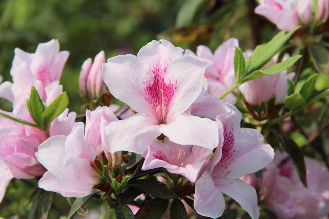 粉色自然花朵图片(点击浏览下一张趣图)