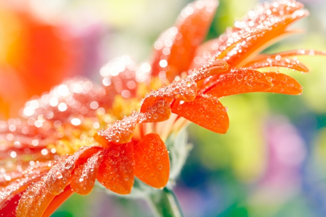 橙色水珠花朵图片(点击浏览下一张趣图)