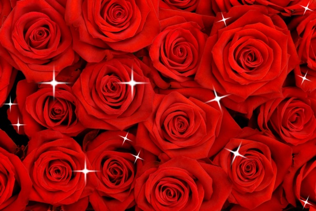 唯美红玫瑰图片(点击浏览下一张趣图)