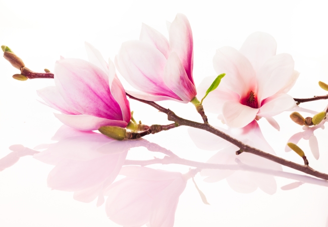 粉色兰花图片(点击浏览下一张趣图)