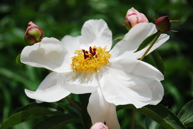白色自然花朵图片(点击浏览下一张趣图)
