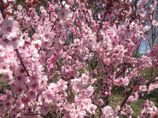 粉色樱花图片(点击浏览下一张趣图)