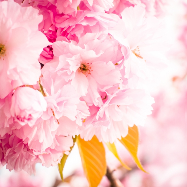 樱花图片(点击浏览下一张趣图)