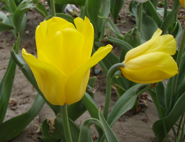 黄色郁金香图片(点击浏览下一张趣图)