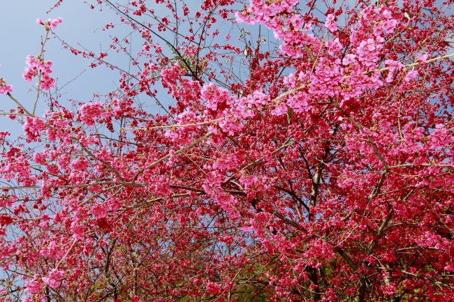 山櫻花盛開高清大图图片(点击浏览下一张趣图)