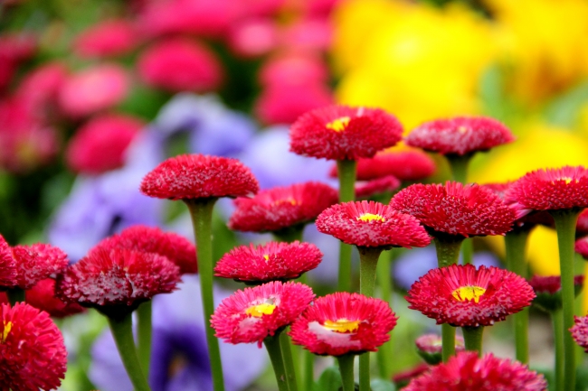 红色菊花图片(点击浏览下一张趣图)