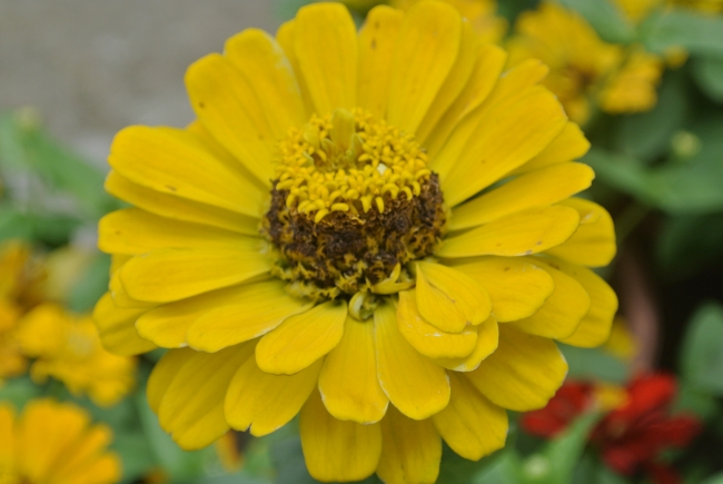 黄色菊花图片(点击浏览下一张趣图)