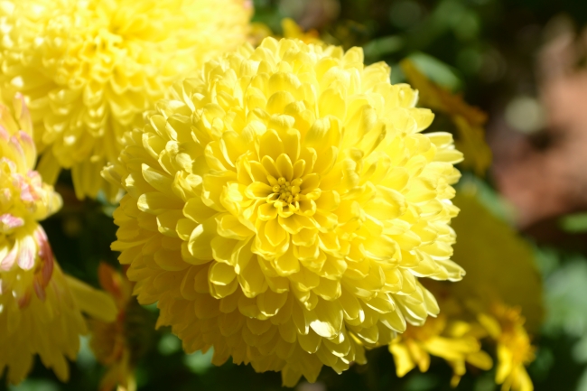 黄色菊花唯美图片(点击浏览下一张趣图)