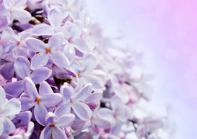 紫色花朵图片(点击浏览下一张趣图)