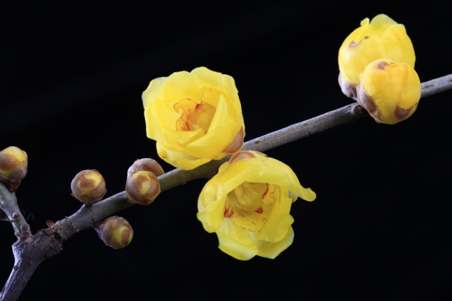 黄色腊梅花图片(点击浏览下一张趣图)