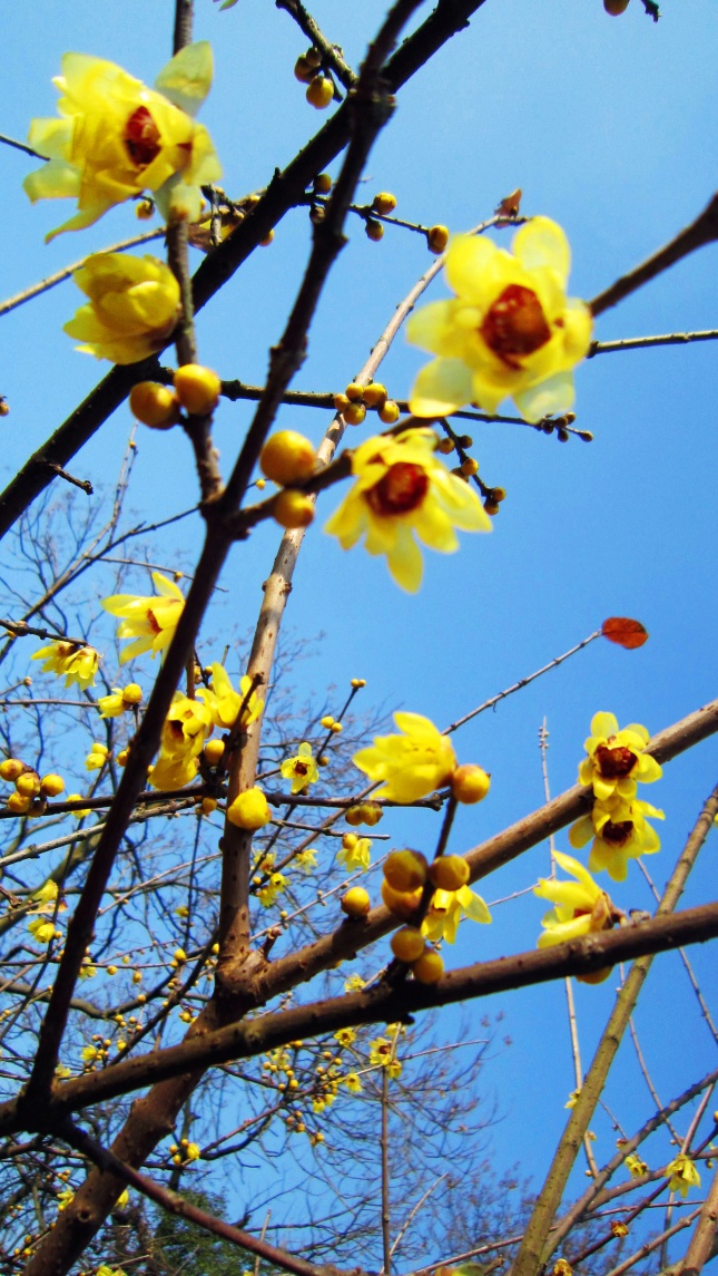 黄色花朵高清大图图片(点击浏览下一张趣图)