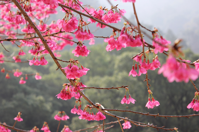 森林公园山樱花图片(点击浏览下一张趣图)