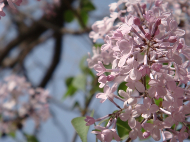 丁香花图片(点击浏览下一张趣图)